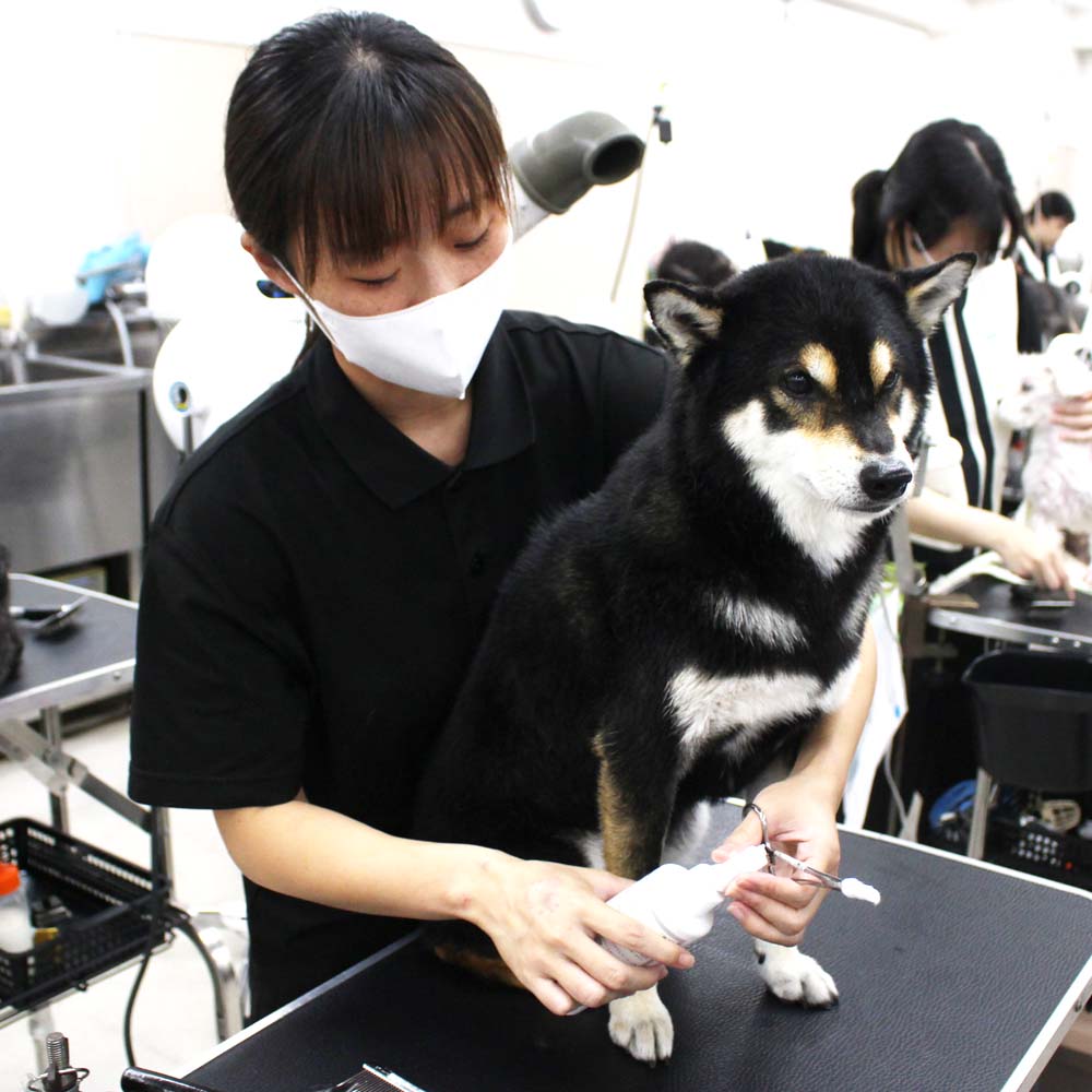 ２年生、お客様犬のトリミング☆